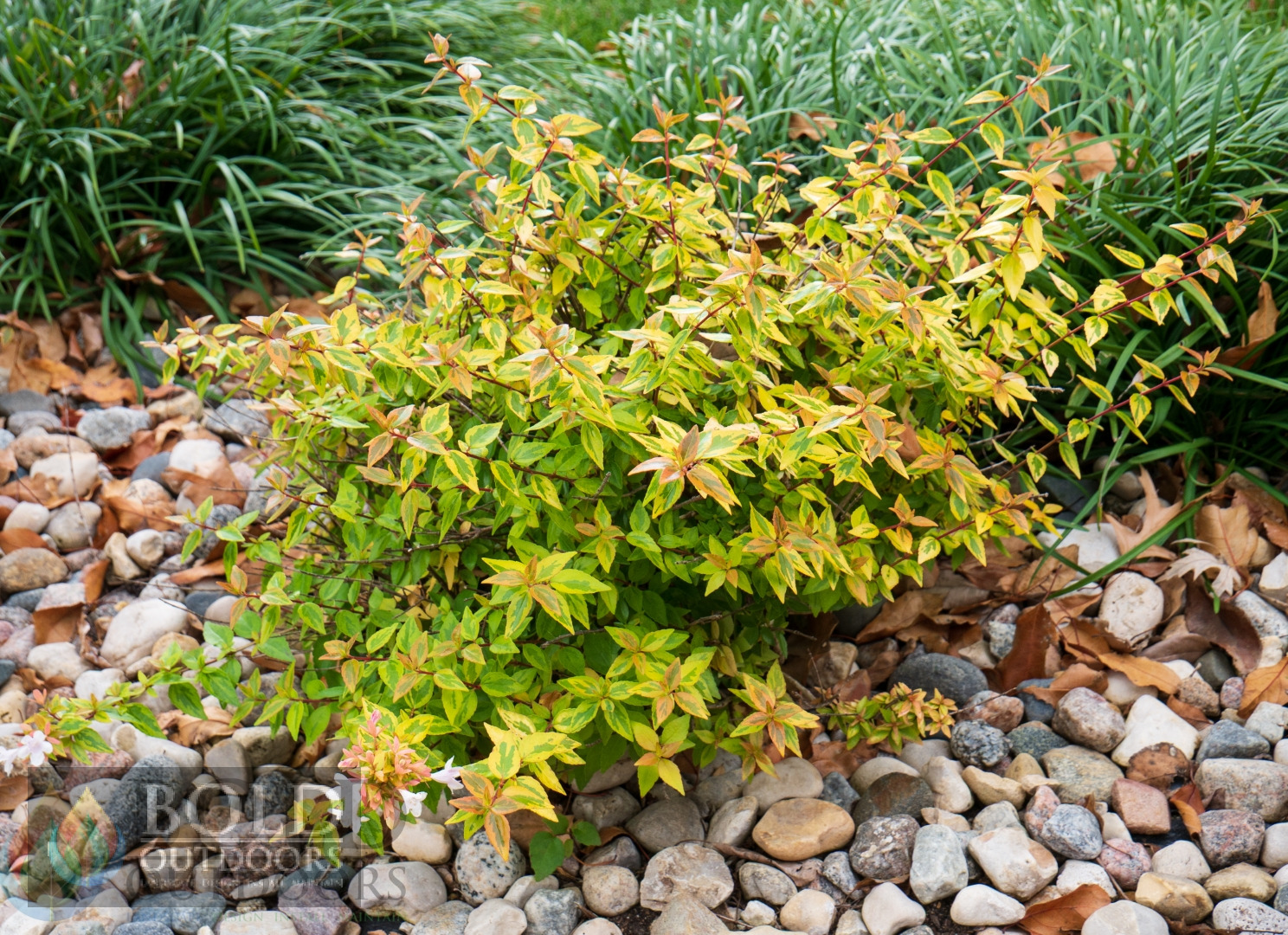 Kaleidoscope Abelia
