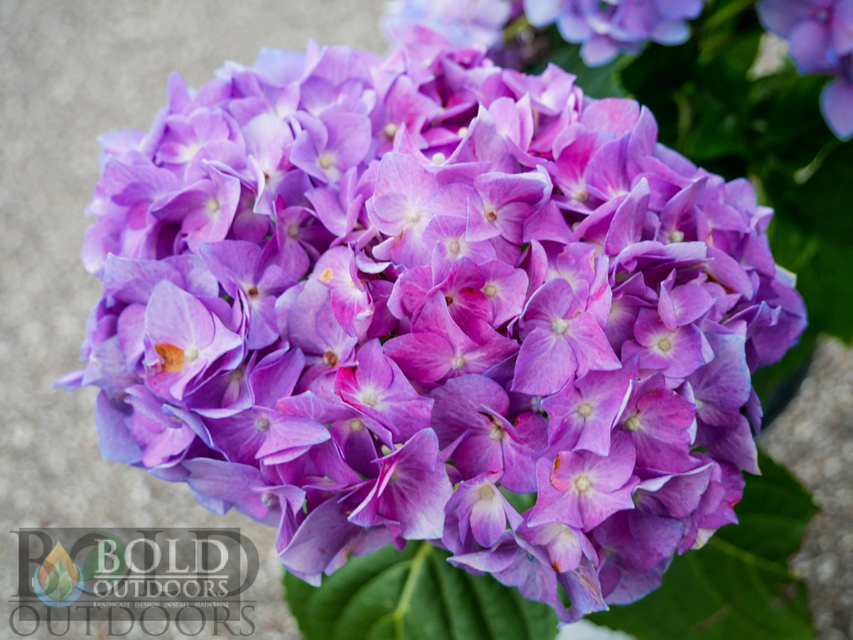 Let's Dance® Blue Jangles® Hydrangea