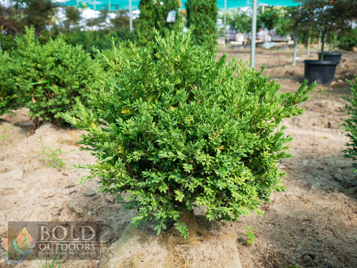 Green Gem Boxwood