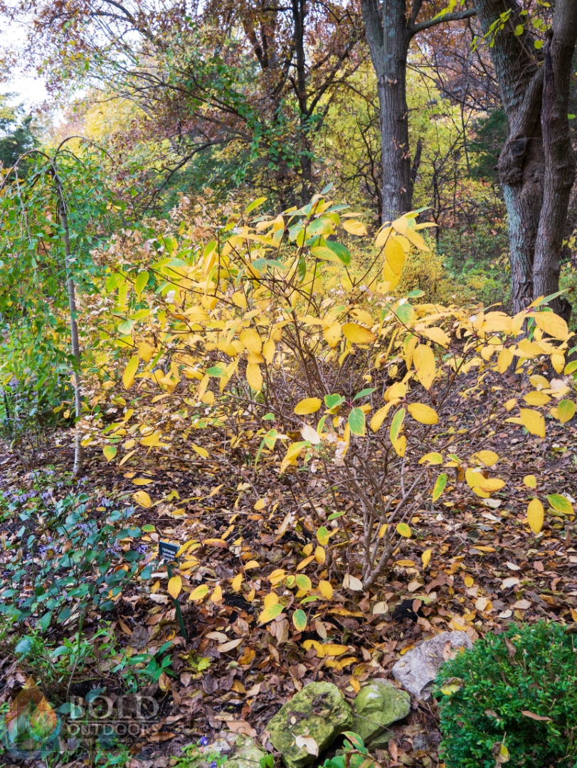 Quick Fire® Hydrangea