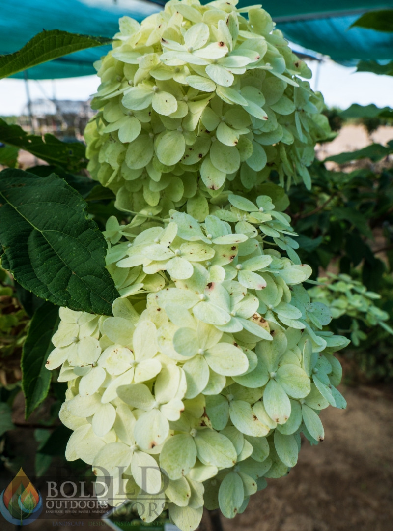 Limelight Hydrangea