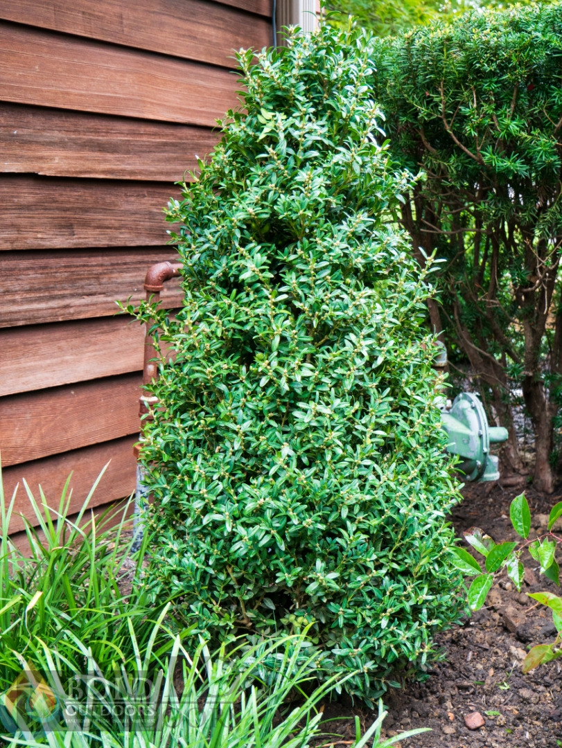 Schmidt Boxwood