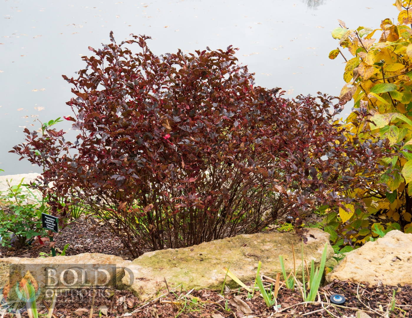 Summer Wine® Ninebark