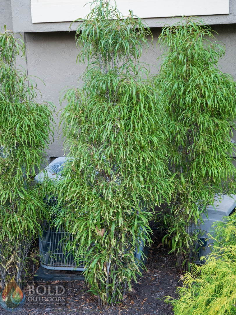 Fine Line® Buckthorn