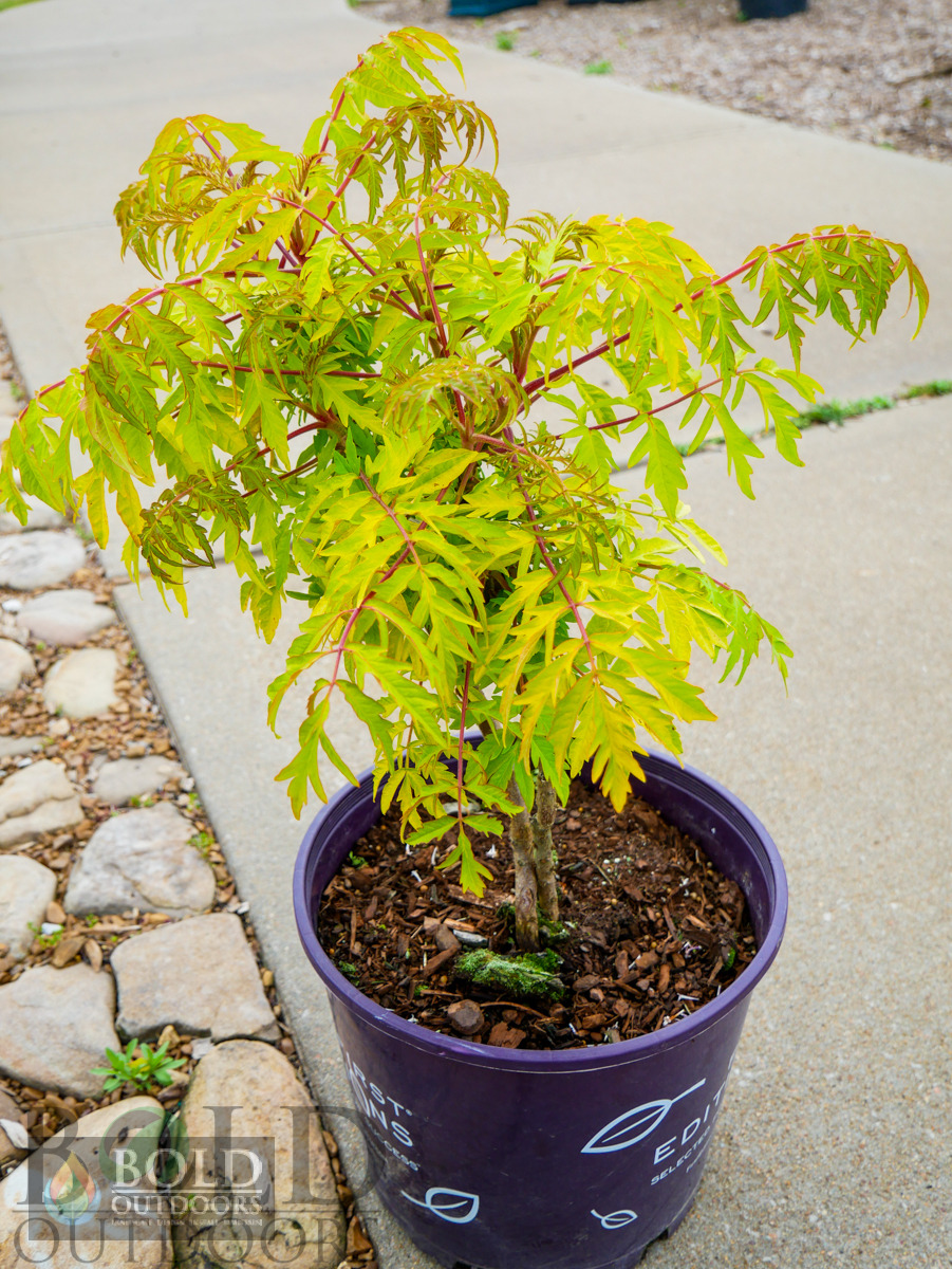 Tiger Eyes® Staghorn Sumac