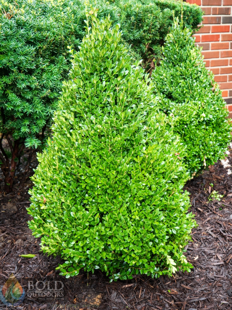 Green Mountain Boxwood