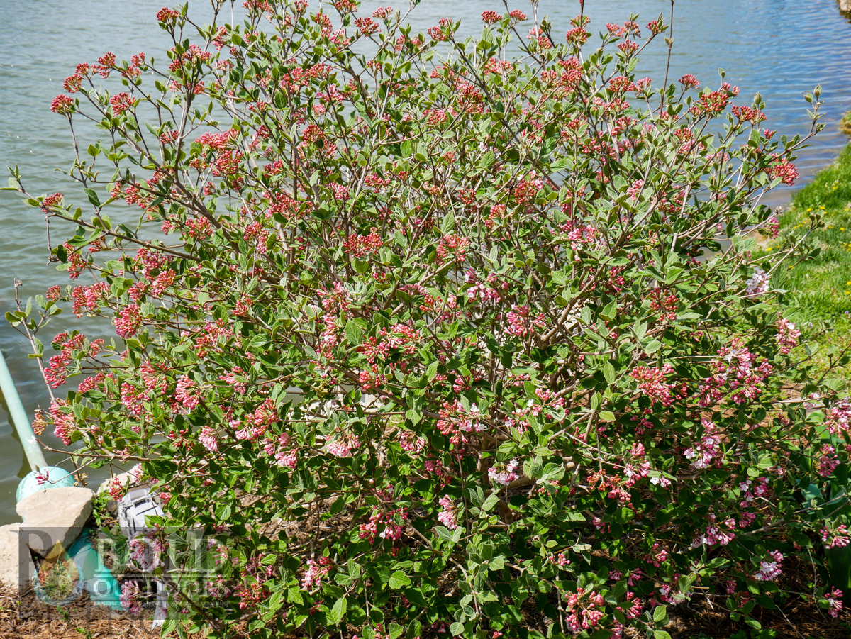 Judd Viburnum