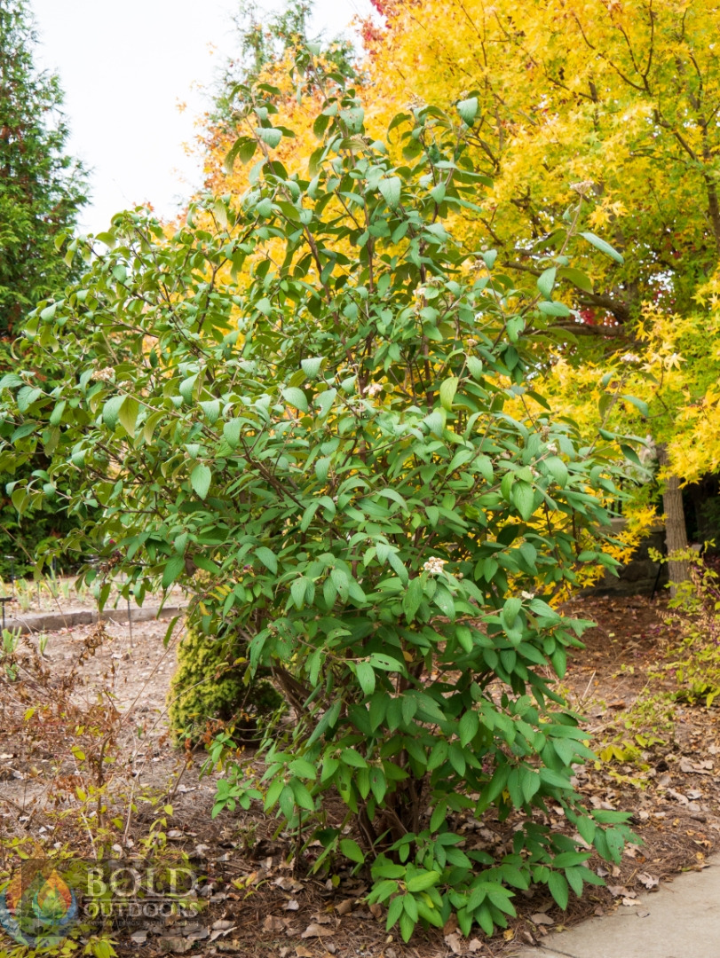 Alleghany Leatherleaf Viburnum