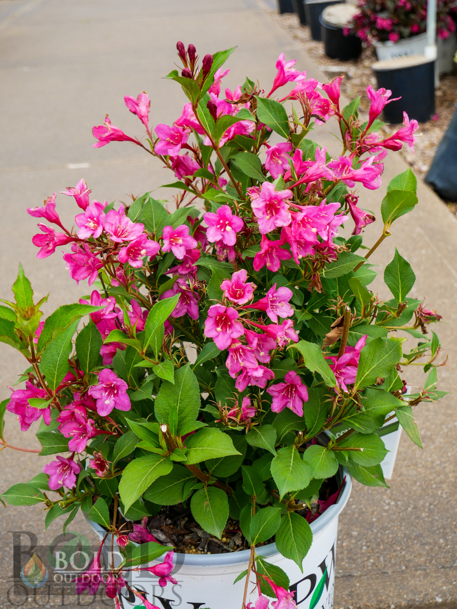 Sonic Bloom® Pink Weigela