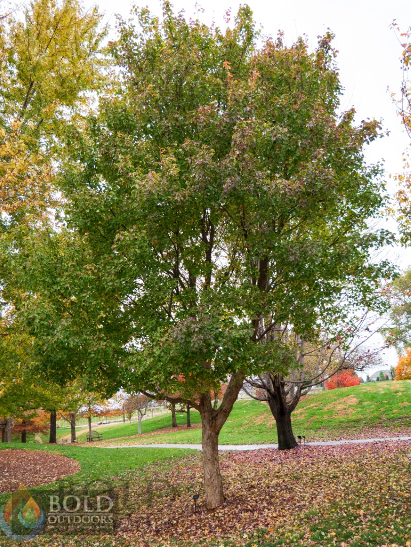 Trident Maple
