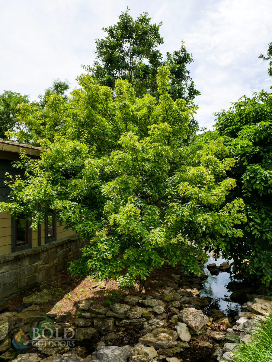 Amur Flame Maple
