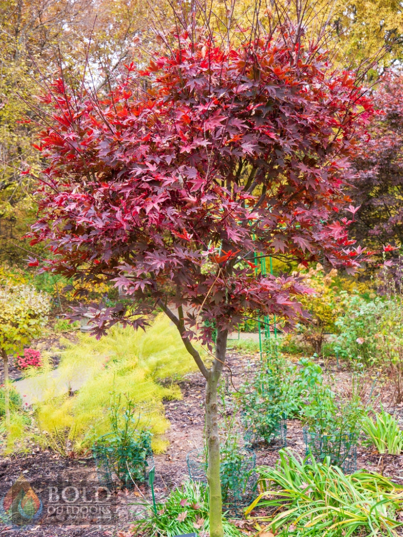 Fireglow Japanese Maple