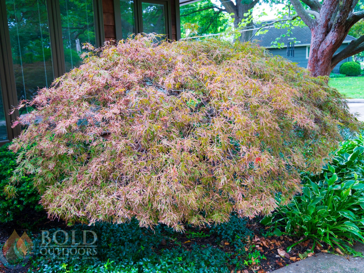 Crimson Queen Laceleaf Japanese Maple