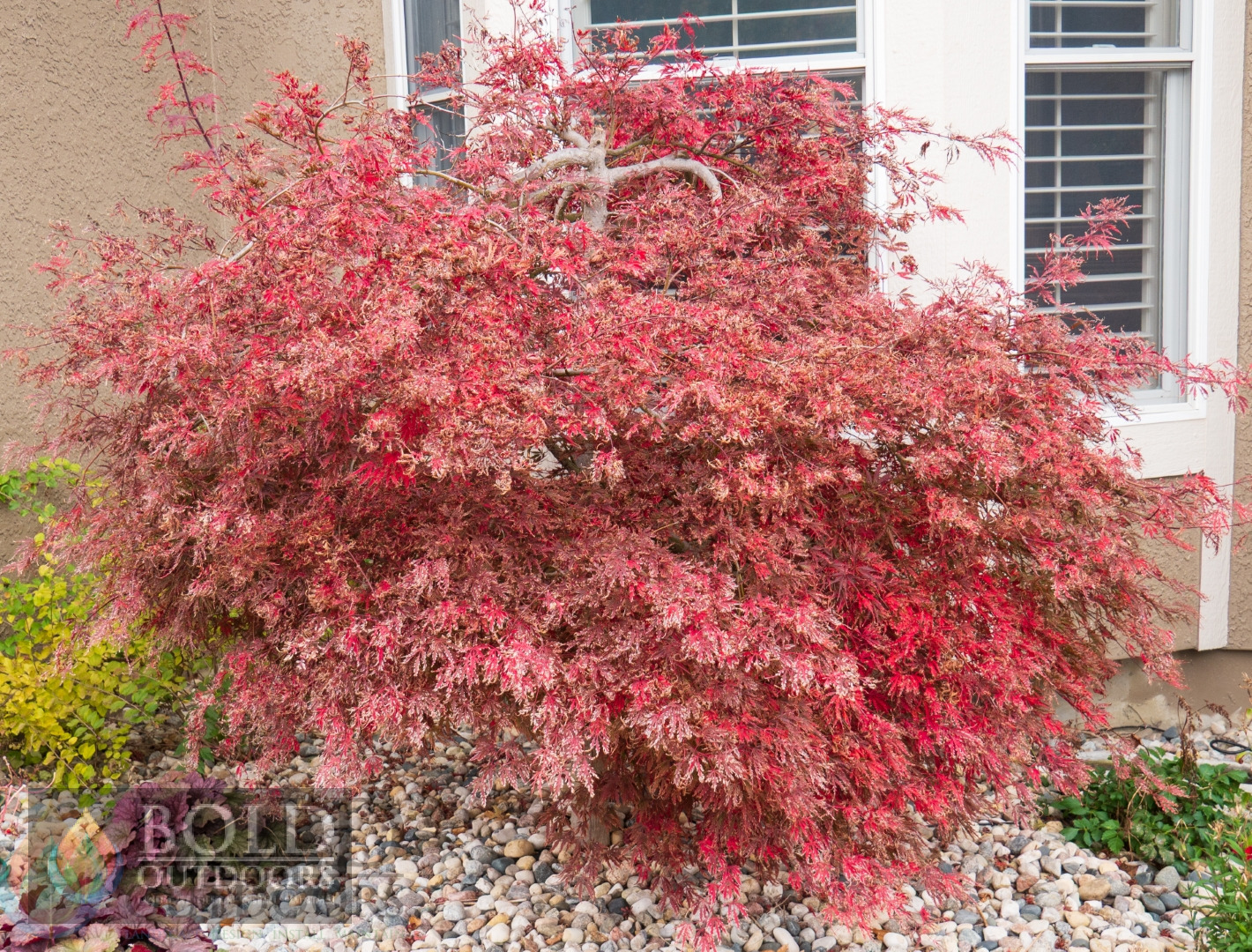 Tamukeyama Laceleaf Japanese Maple