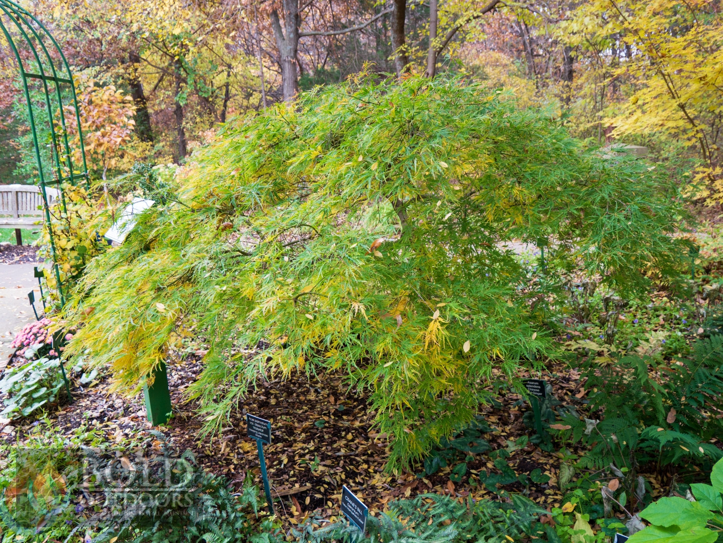 Waterfall Laceleaf Japanese Maple