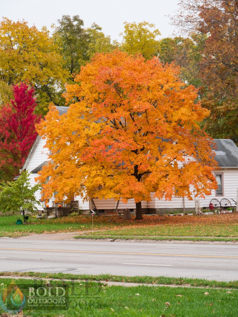 Fall Fiesta Maple