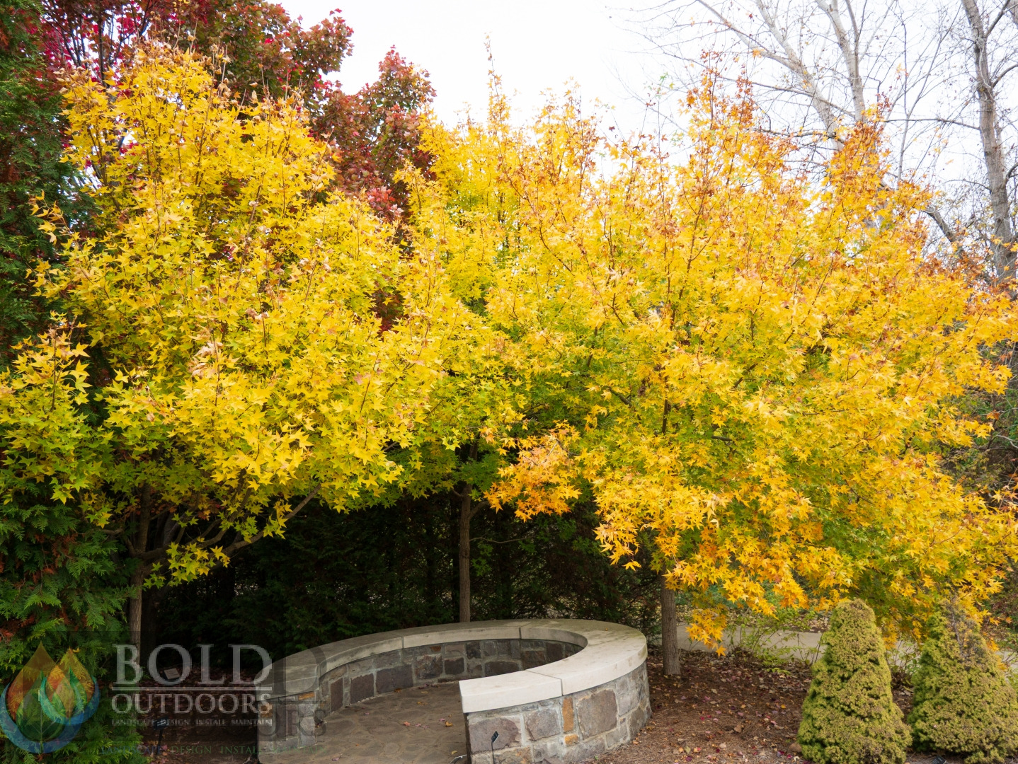 Shantung Maple