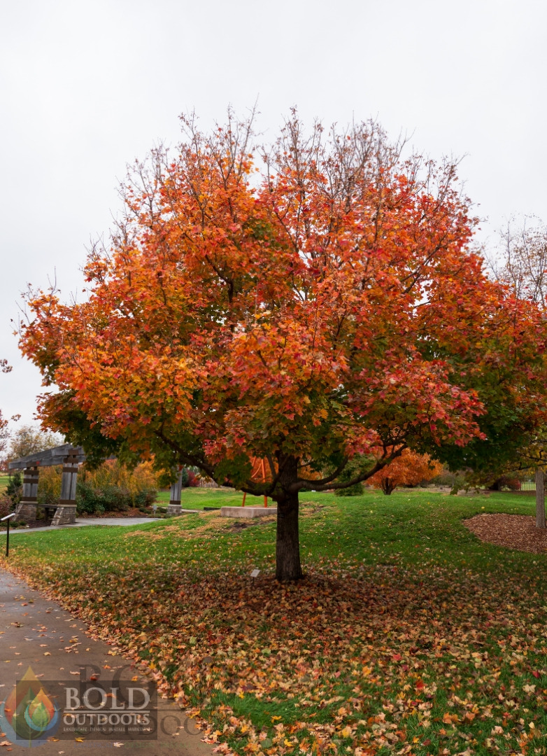 Pacific Sunset Maple
