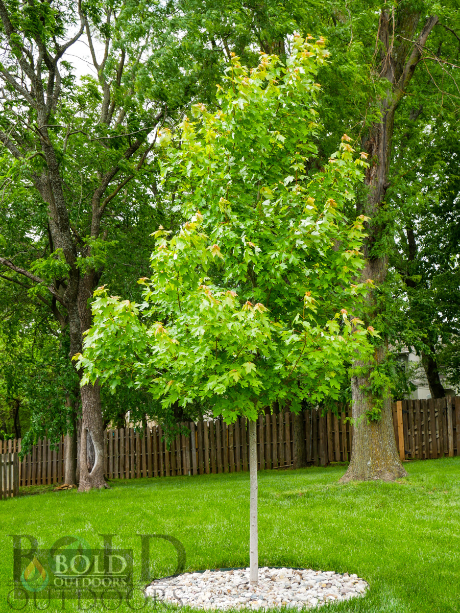 Autumn Blaze Maple