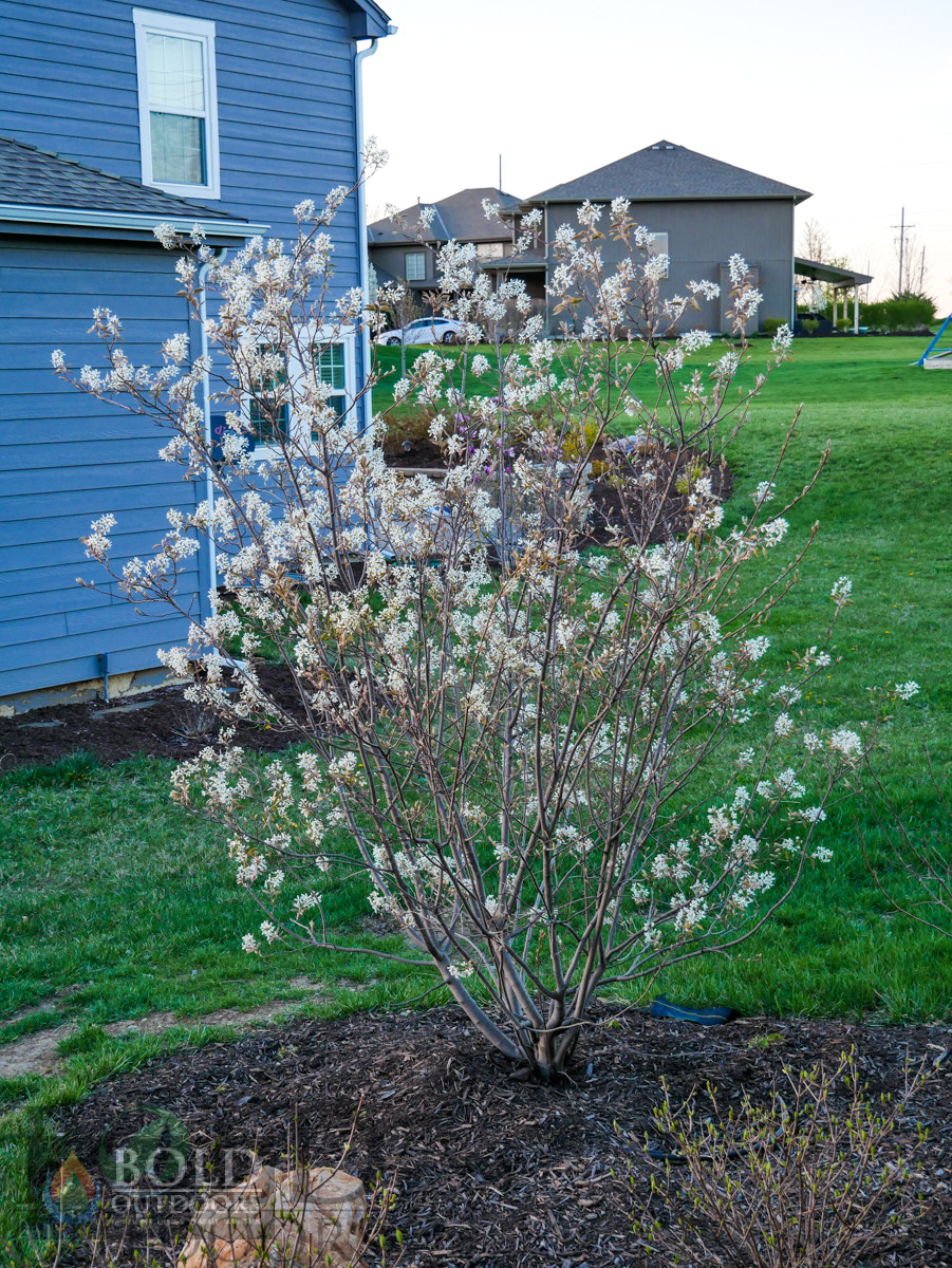 Autumn Brilliance Serviceberry