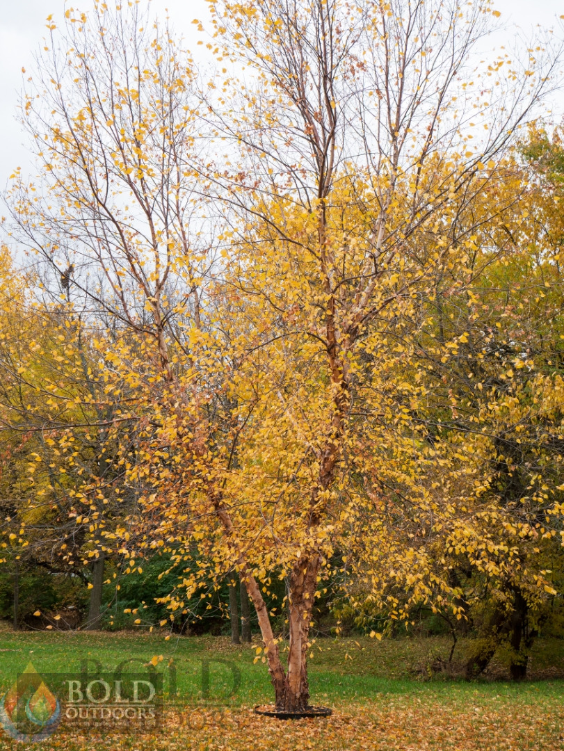Heritage River Birch