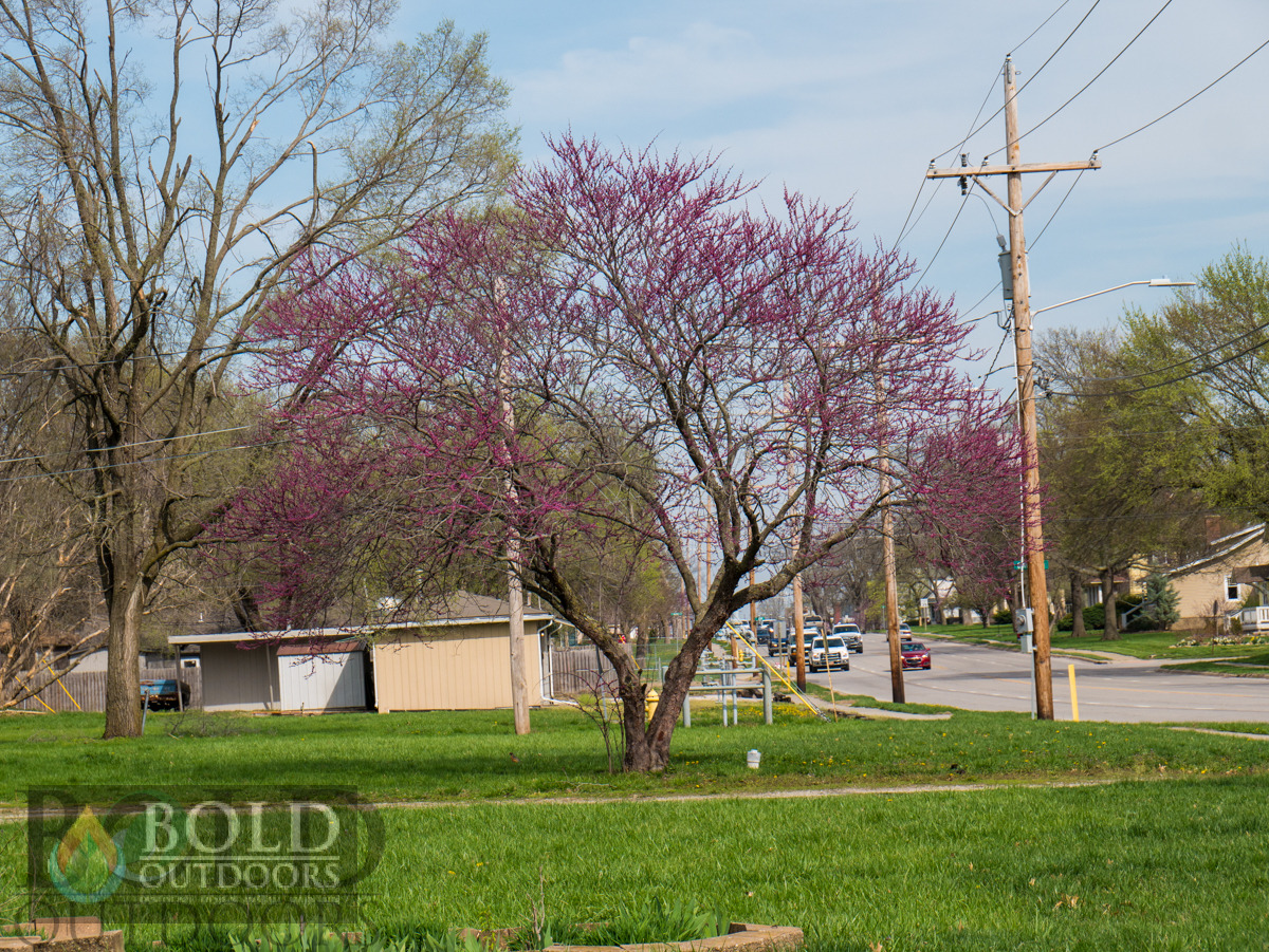 Redbud