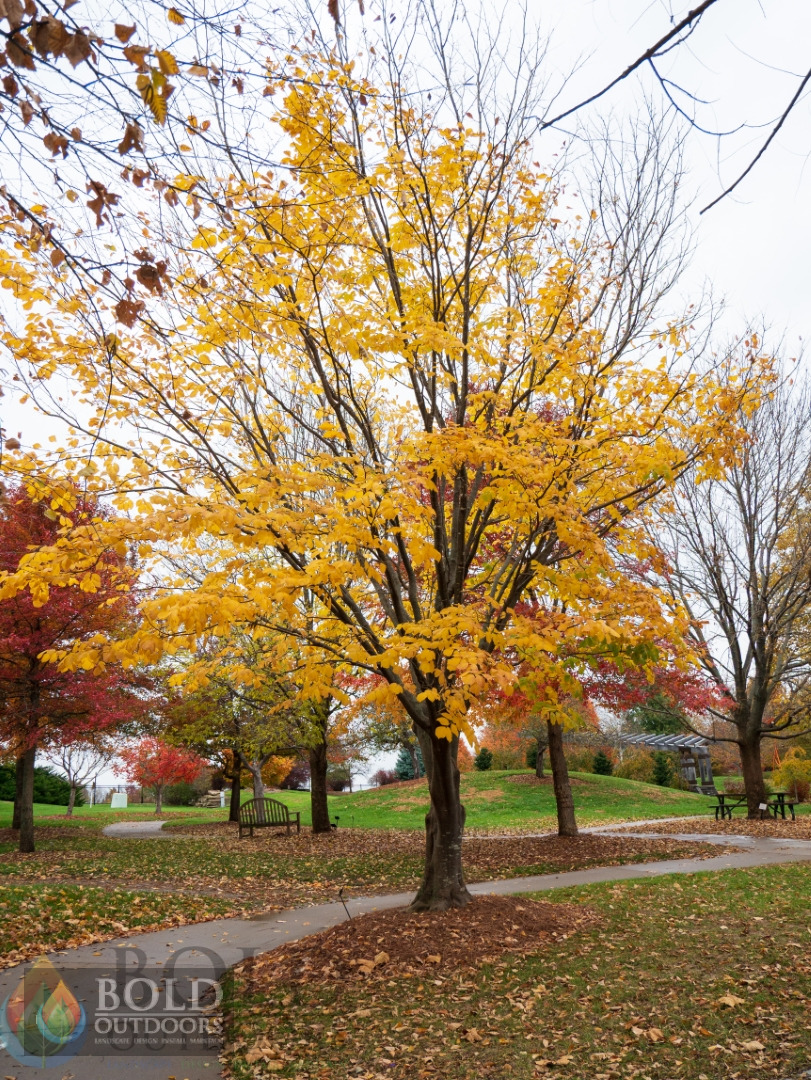 Yellowwood