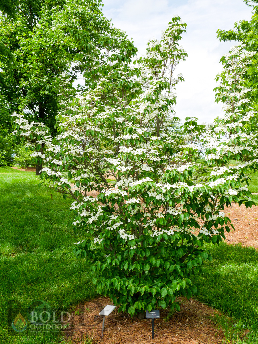 Kousa Dogwood