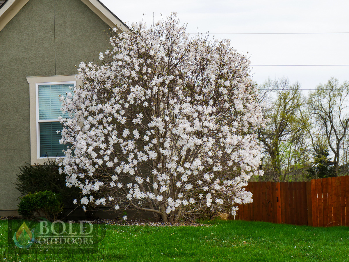 Royal Star Magnolia