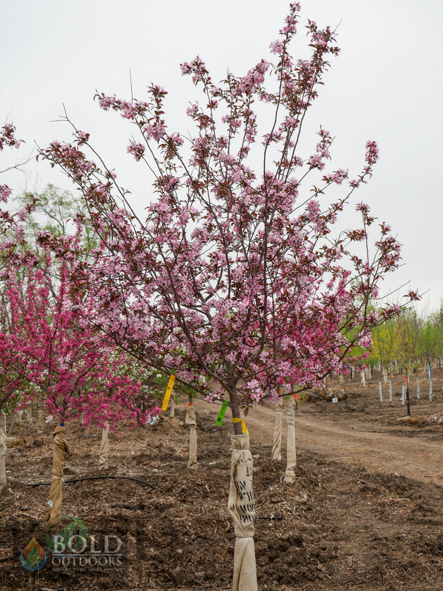Royal Raindrops® Crabapple