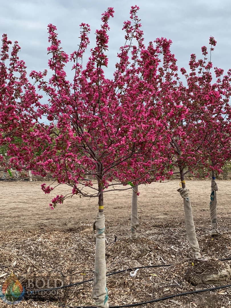 Prairifire Crabapple