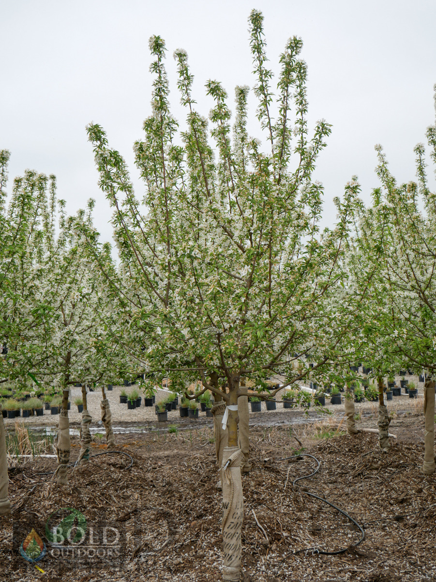 Sugar Tyme Crabapple