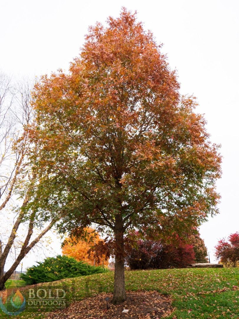 White Oak