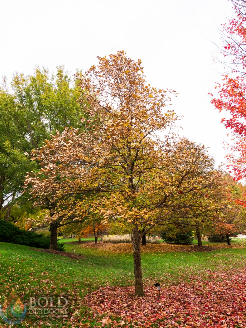 Swamp White Oak