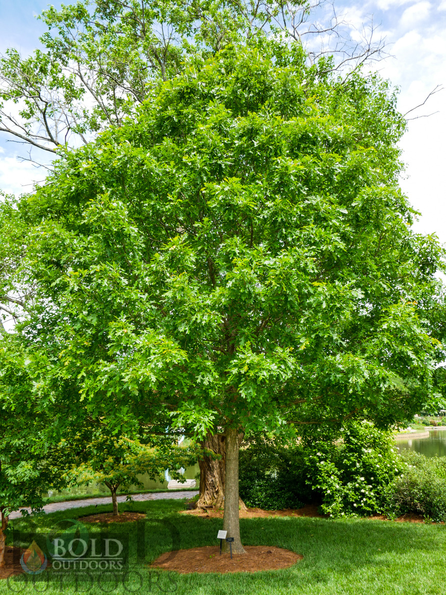 Overcup Oak