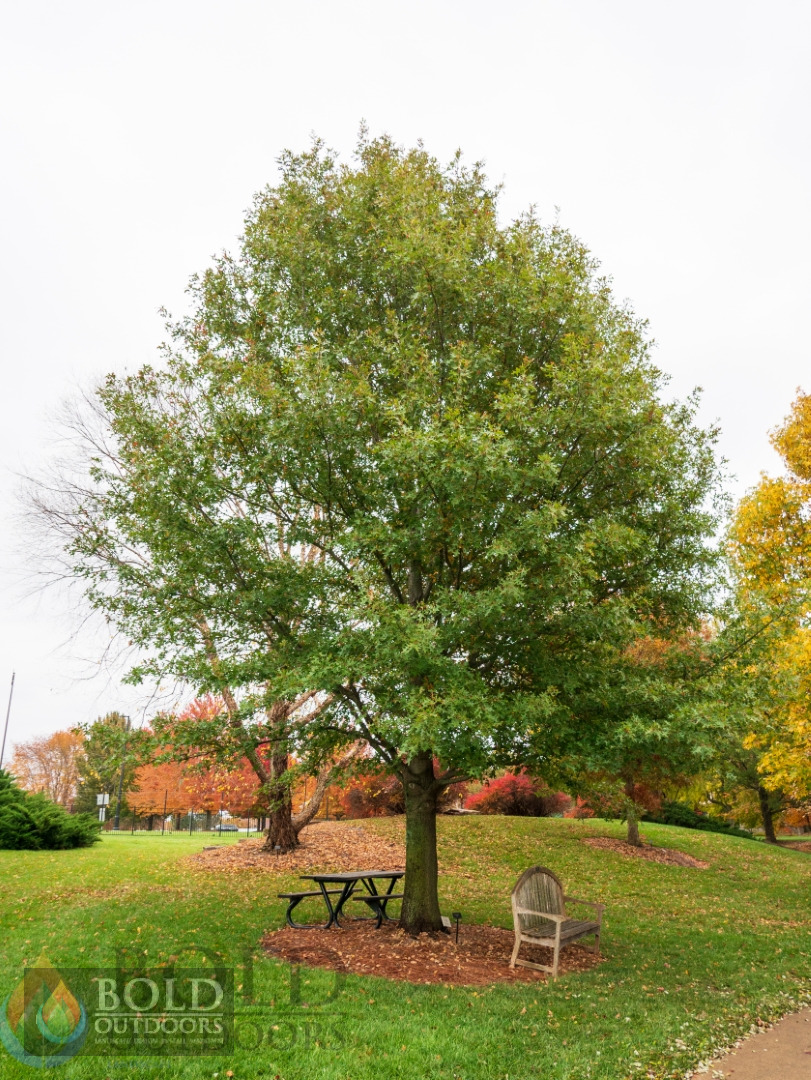 Pin Oak