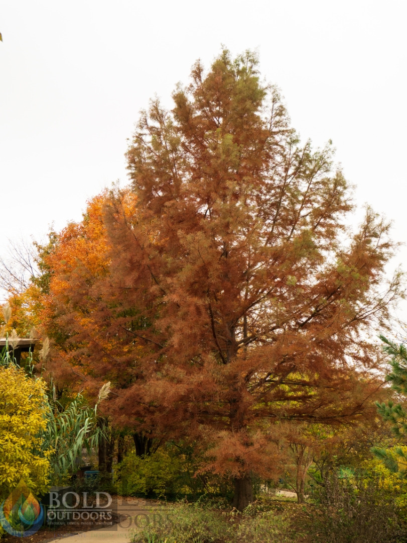 Shawnee Brave Bald Cypress