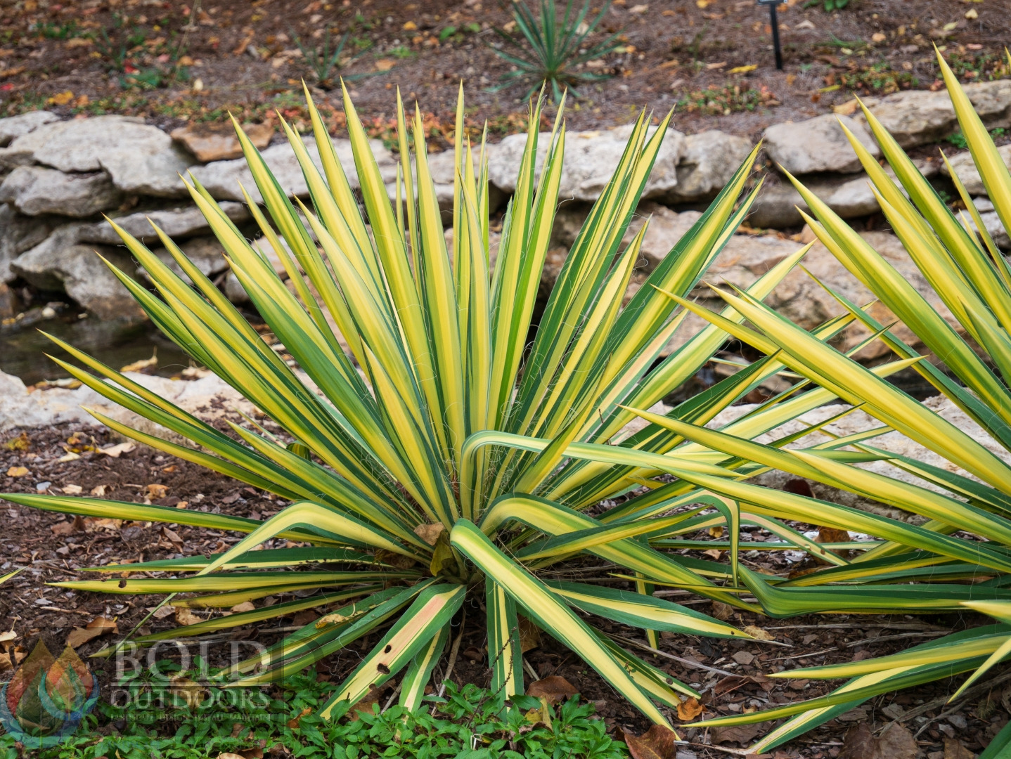 Color Guard Yucca