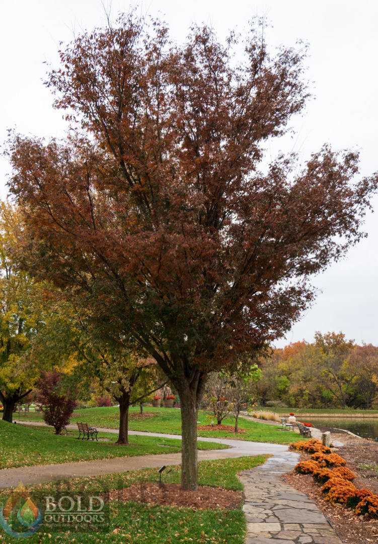 Green Vase Zelkova