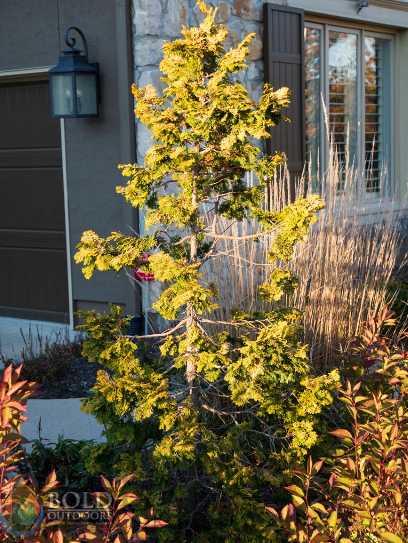 Confucious Hinoki False Cypress
