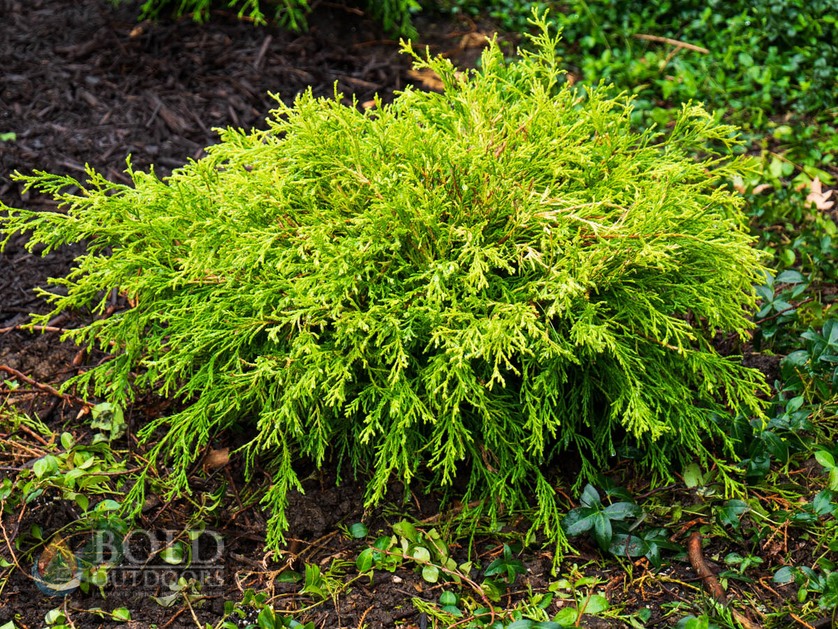 Golden Mop False Cypress