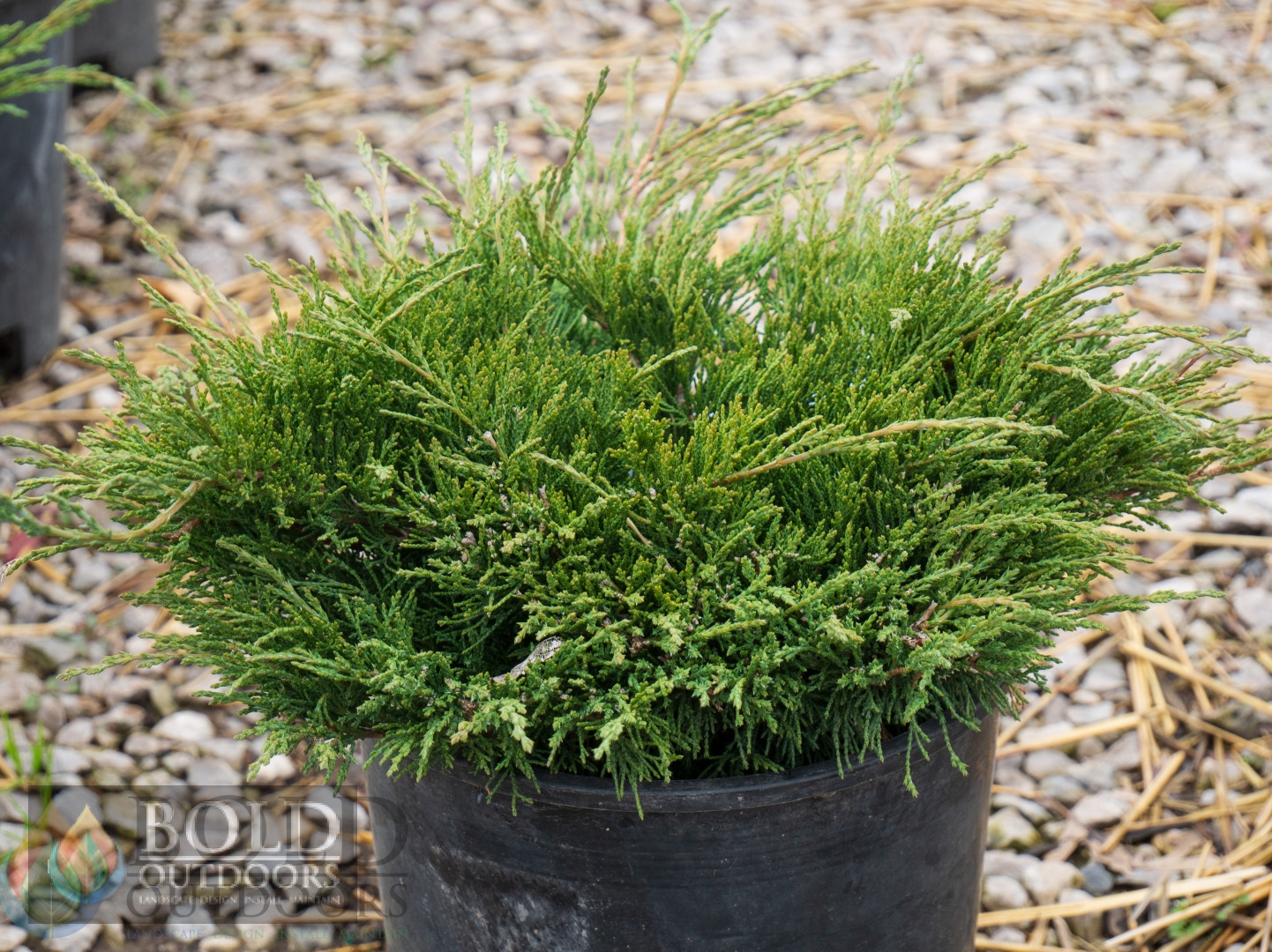 Calgary Carpet Juniper