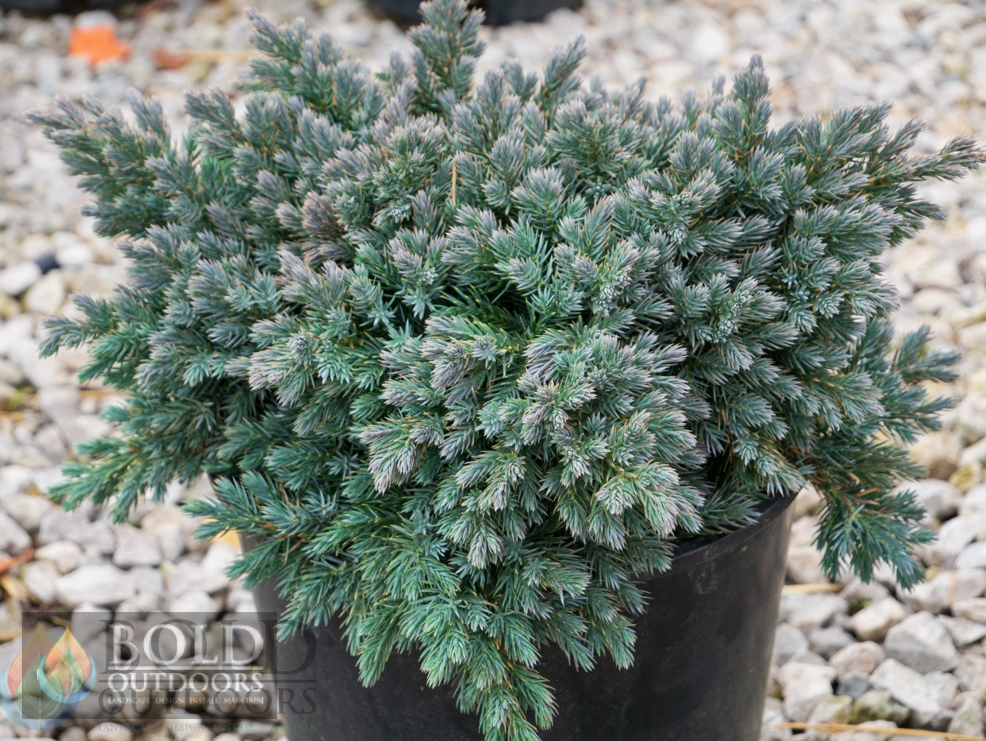Blue Star Juniper