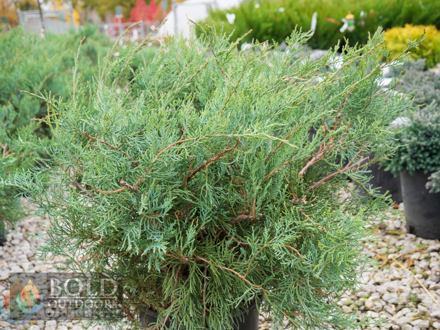 Grey Owl Juniper