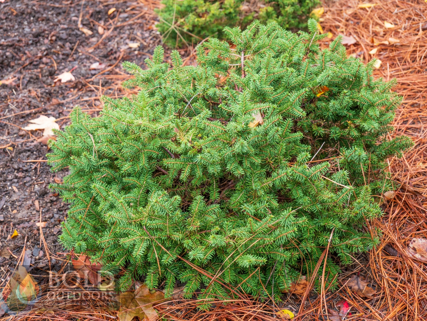 Bird's Nest Spruce