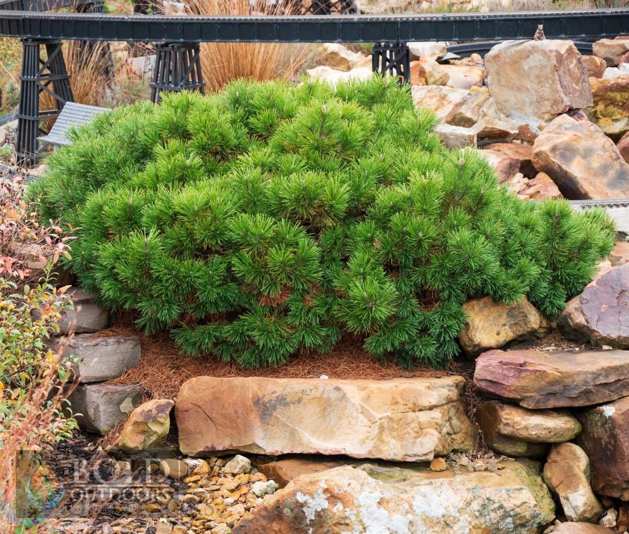 Mugo Pumilio Pine