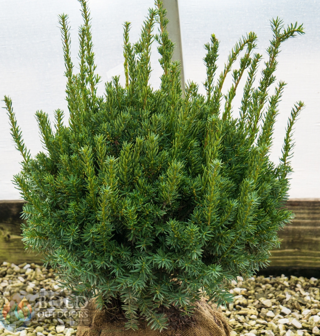 Fairview Yew