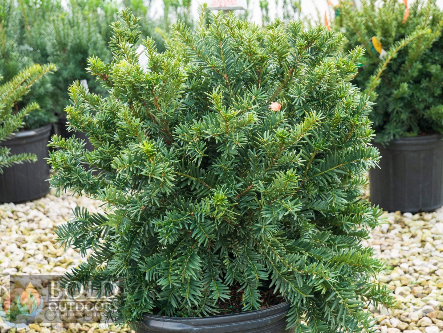 Wardii Yew