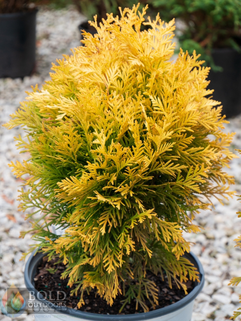 Anna's Magic Ball® Arborvitae