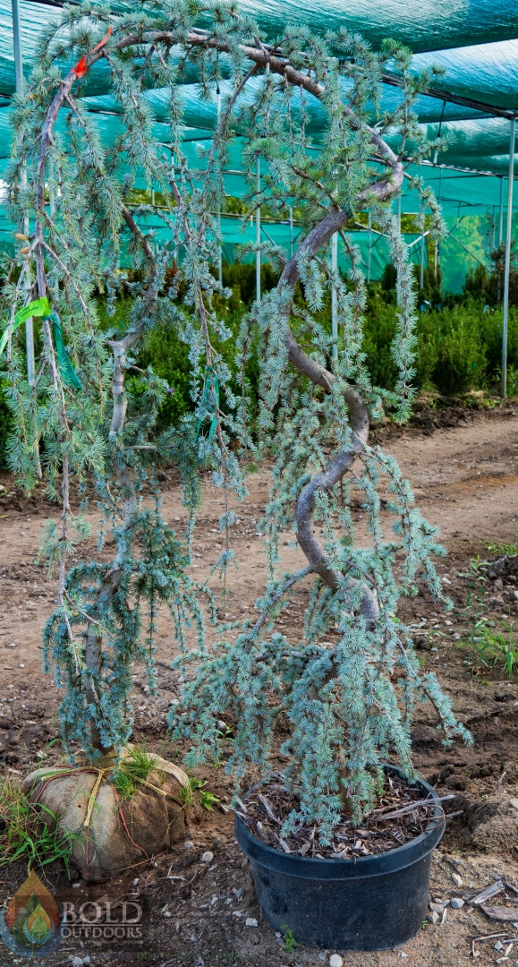 Weeping Blue Atlas Cedar